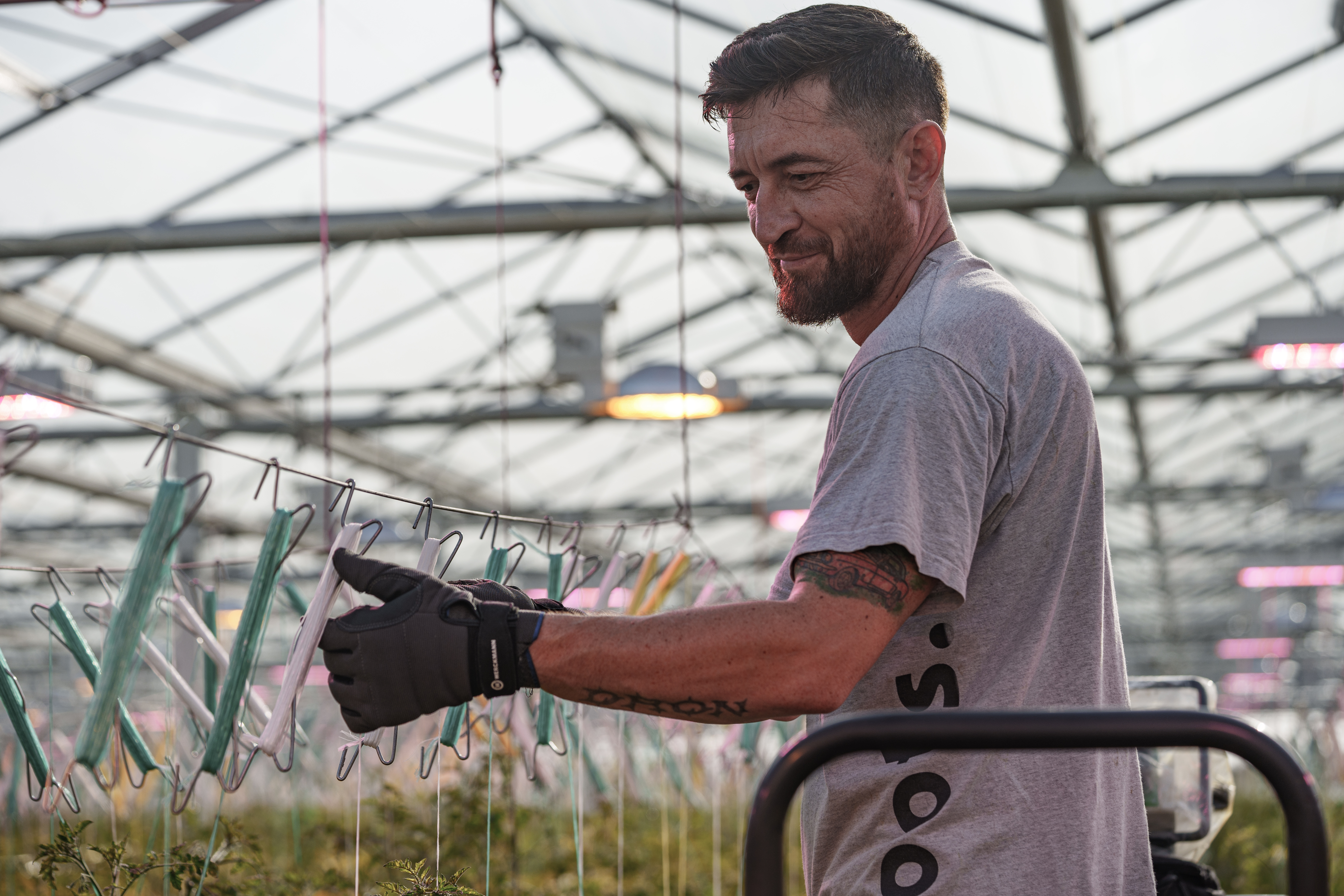 Stipt bij Roots Tomatenplukker van Stipt uitzendbureau bij Roots